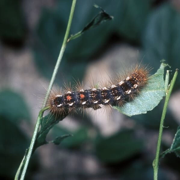 Moth - Brown-tail Larva (Euproctis chrysorrhoea) On plant