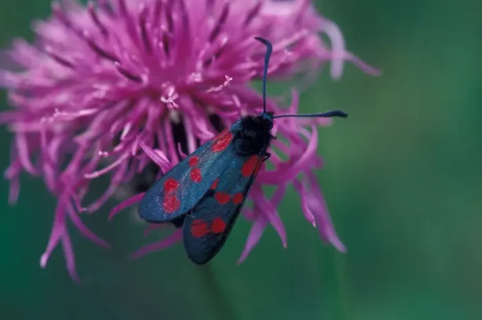 Framed Print : Moth - Burnet Six-spot (Zygaena filipendulae) on flower / Steyning, Sussex Framed Print : Moth - Burnet Six-spot (Zygaena filipendulae) on flower / Steyning, Sussex