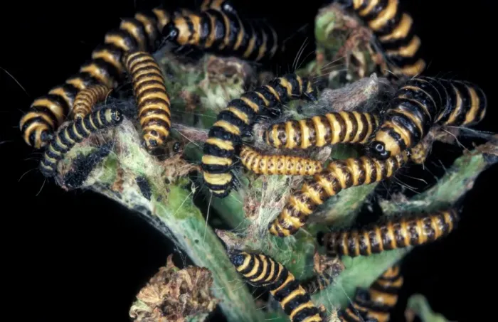 Framed Print : Moth - Cinnabar Larva (Tyria jacobaeae) Mass feeding on Ragwort Framed Print : Moth - Cinnabar Larva (Tyria jacobaeae) Mass feeding on Ragwort
