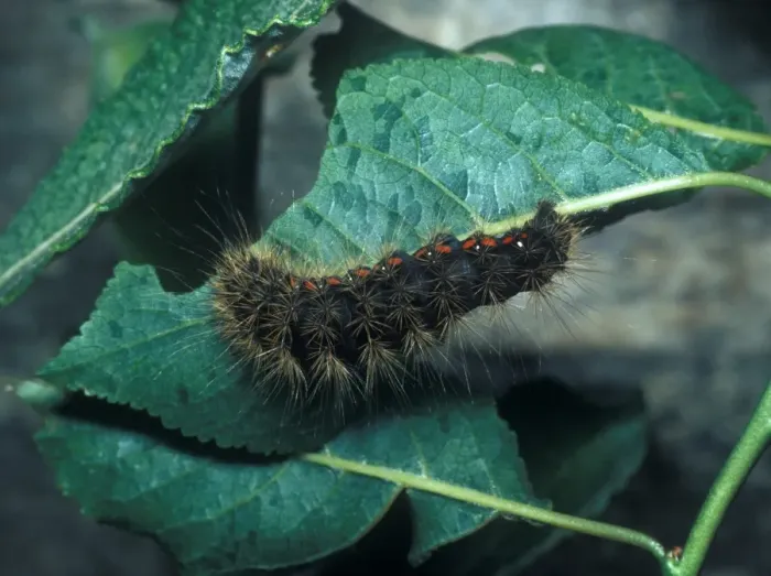 Framed Print : Moth - Grass Light Knot Larva (Acronicta menyanthidis) Close-up  /  on leaf