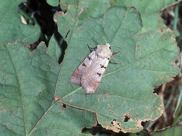 Moth - Rustic Autumnal (Noctua glareosa) on leaf