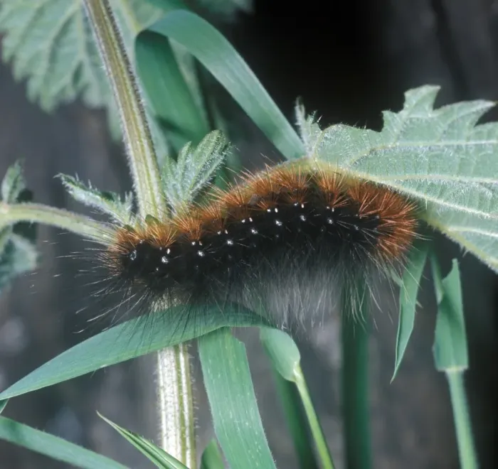 Framed Print : Moth - Tiger Garden Larva (Arctia caja) on plant Framed Print : Moth - Tiger Garden Larva (Arctia caja) on plant