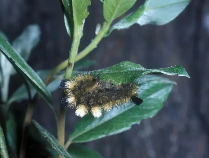 Framed Print : Moth - Tussock Dark Larva (Dasychira fascelina) on leaf Framed Print : Moth - Tussock Dark Larva (Dasychira fascelina) on leaf