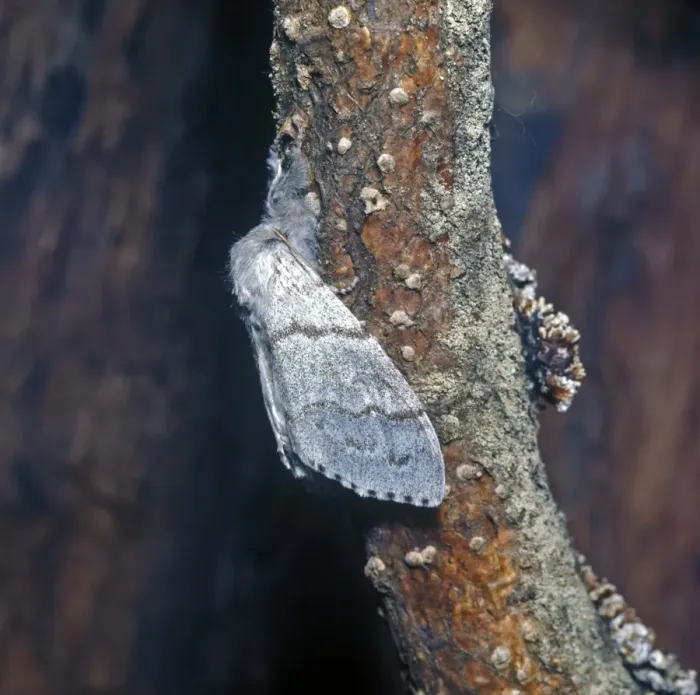 Framed Print : Moth - Tussock Pale (Dasychira pudibunda) Female on branch Framed Print : Moth - Tussock Pale (Dasychira pudibunda) Female on branch