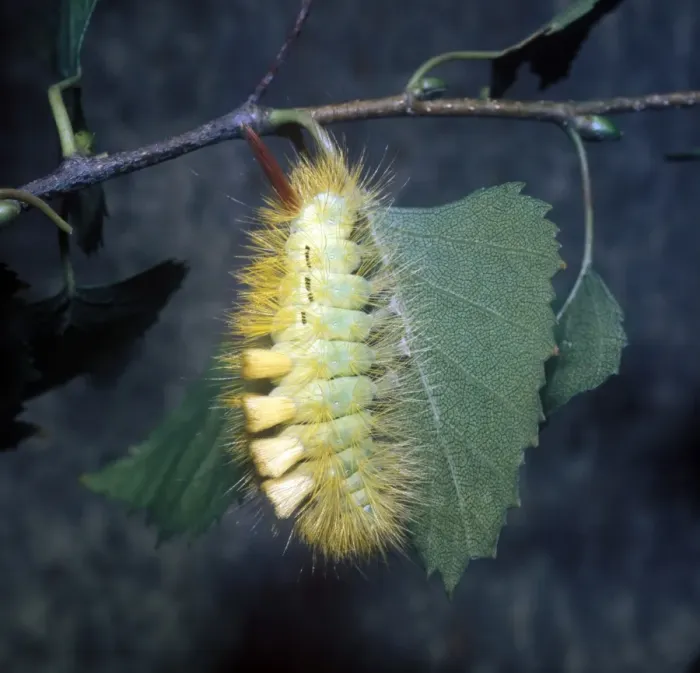 Framed Print : Moth - Tussock Pale Larva (Dasychira pudibunda) on leaf