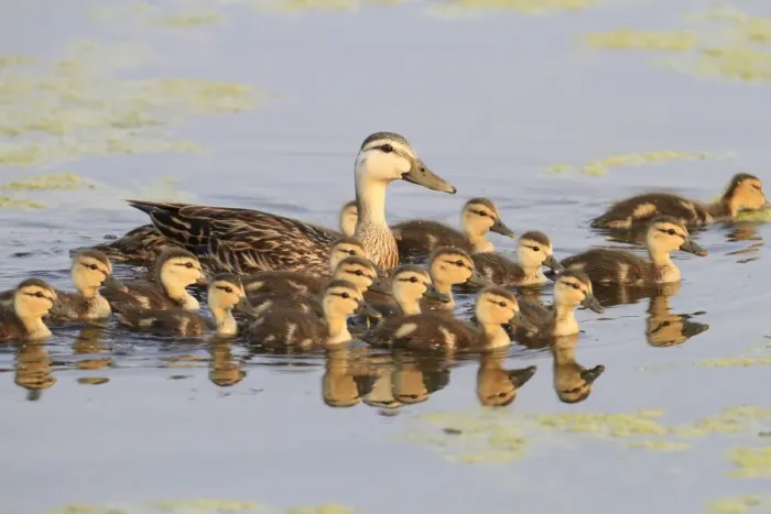 Framed Print : Mottled Duck (Anas fulvigula) adult female with ducklings, swimming, Florida, U. S. A