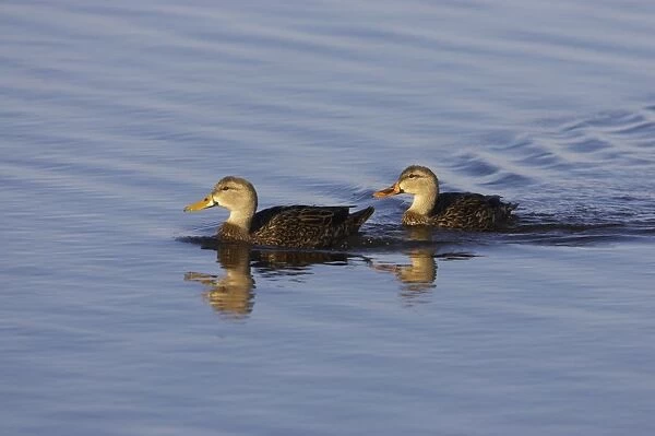 Mottled Duck (Anas fulvigula) adult pair, swimming, Ding Darling N. W. R. Florida, U. S. A
