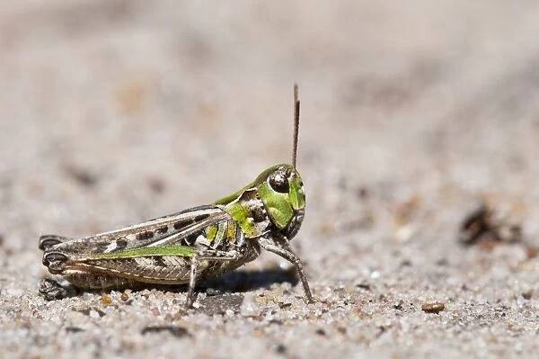 Mottled Grasshopper (Myrmeleotettix maculatus) adult, resting on sandy ground, Thursley Common National Nature Reserve