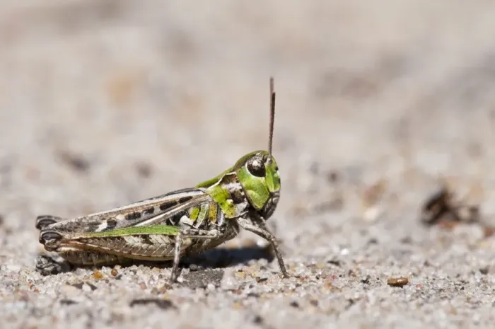 Framed Print : Mottled Grasshopper (Myrmeleotettix maculatus) adult, resting on sandy ground, Thursley Common National Nature Reserve Framed Print : Mottled Grasshopper (Myrmeleotettix maculatus) adult, resting on sandy ground, Thursley Common National Nature Reserve