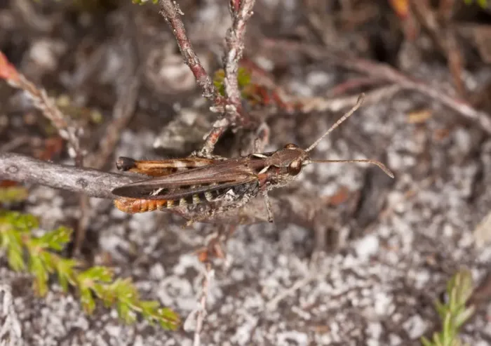 Framed Print : Mottled Grasshopper (Myrmeleotettix maculatus) adult male, resting on twig in sandy heathland, Dorset, England, July Framed Print : Mottled Grasshopper (Myrmeleotettix maculatus) adult male, resting on twig in sandy heathland, Dorset, England, July