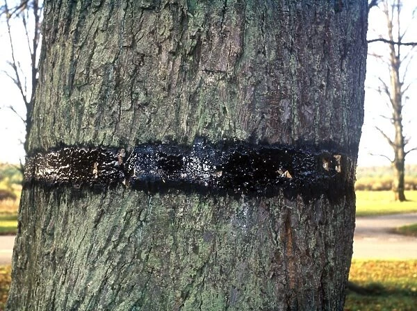 Mottled Umber (Erannis defoliaria) adults, trapped in sticky band on tree trunk