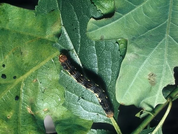 Mottled Umber Moth (Erannis defolaria) Larva