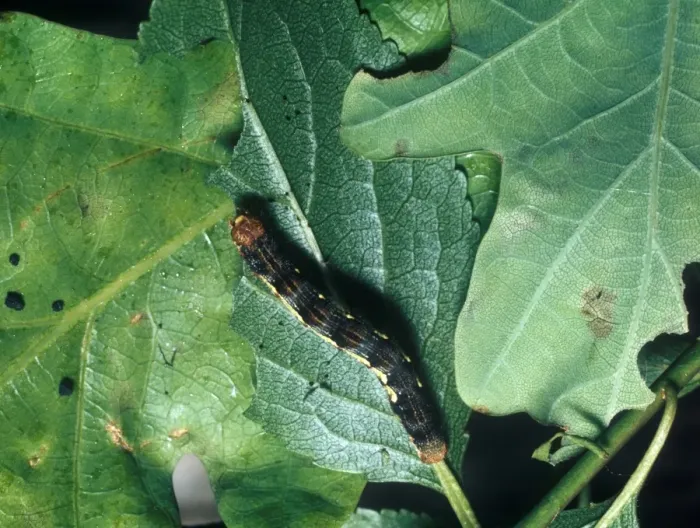 Framed Print : Mottled Umber Moth (Erannis defolaria) Larva Framed Print : Mottled Umber Moth (Erannis defolaria) Larva
