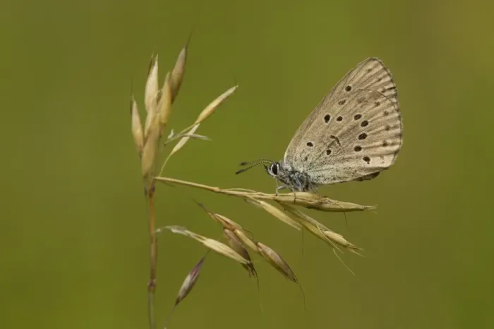 Framed Print : Mountain Alcon Blue (Phengaris rebeli) adult, resting on grass, Bulgaria, July Framed Print : Mountain Alcon Blue (Phengaris rebeli) adult, resting on grass, Bulgaria, July