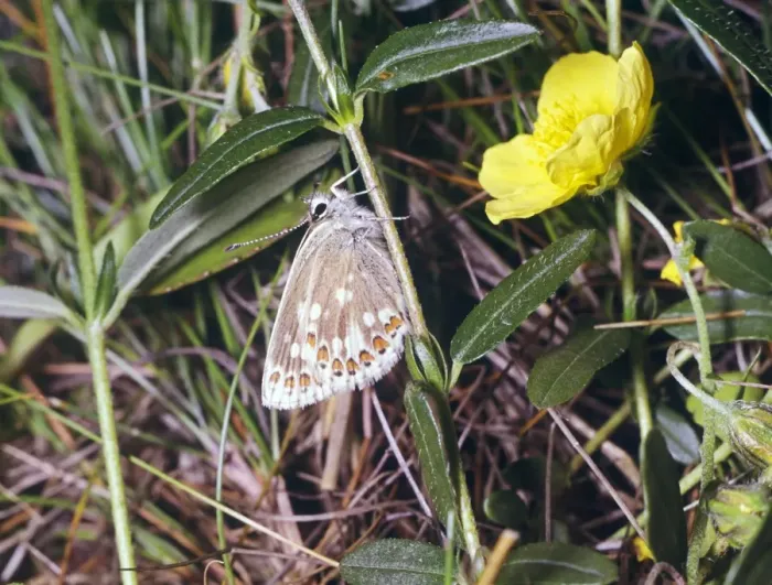 Framed Print : Mountain Argus (Aricia arbaxerxes) Under wing Framed Print : Mountain Argus (Aricia arbaxerxes) Under wing