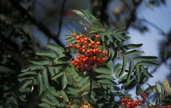Mountain Ash (Sorbus aucuparia) Leaf and fruit - Sizewell Belts, Suffolk Wildlife Trust