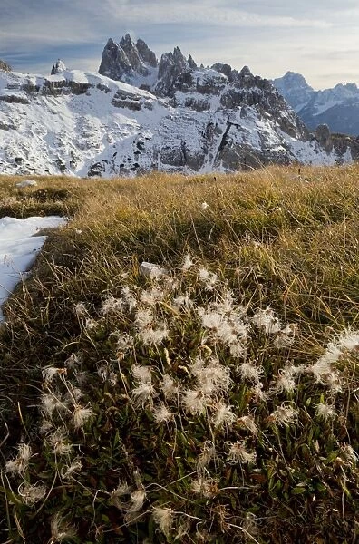 Mountain Avens (Dryas octopetala) seedheads, growing in mountain habitat (at 2400m), Cadini di Misurina, Dolomites