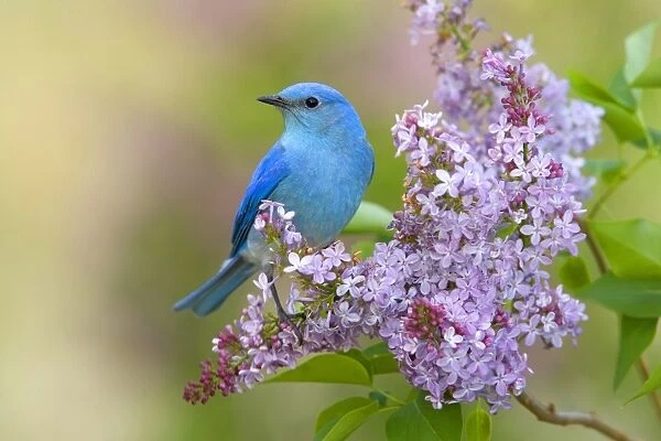 Mountain Bluebird (Sialia currucoides) adult male, perched on flowering lilac, U. S. A