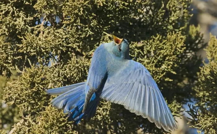 Framed Print : Mountain Bluebird (Sialia currucoides) adult male, feeding on juniper berries, New Mexico, U. S. A. january Framed Print : Mountain Bluebird (Sialia currucoides) adult male, feeding on juniper berries, New Mexico, U. S. A. january