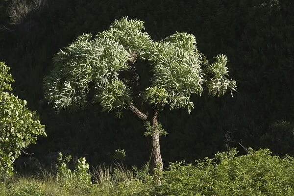 Mountain Cabbage Tree (Cussonia paniculata subsp. sinuata) habit, Royal Natal N. P