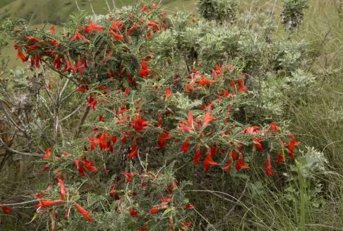 Framed Print : Mountain Cancer Bush (Sutherlandia montana) flowering, Royal Natal N. P. Drakensberg Mountains, KwaZulu-Natal Framed Print : Mountain Cancer Bush (Sutherlandia montana) flowering, Royal Natal N. P. Drakensberg Mountains, KwaZulu-Natal