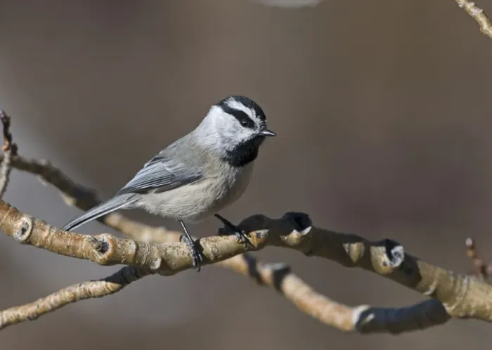 Framed Print : Mountain Chickadee (Parus gambeli) adult, perched on twig, Scandia Crest, near Albuquerque, New Mexico, U. S. A. january Framed Print : Mountain Chickadee (Parus gambeli) adult, perched on twig, Scandia Crest, near Albuquerque, New Mexico, U. S. A. january