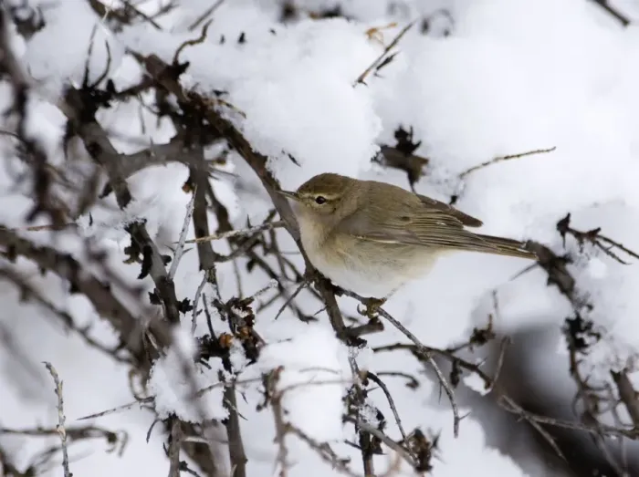 Framed Print : Mountain Chiffchaff (Phylloscopus sindianus lorenzii) adult, perched on twig in snow, Kazbegi, Caucasus Mountains, Georgia, april Framed Print : Mountain Chiffchaff (Phylloscopus sindianus lorenzii) adult, perched on twig in snow, Kazbegi, Caucasus Mountains, Georgia, april