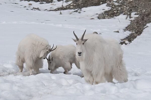 Mountain Goat (Oreamnos americanus) adult with juveniles playfighting, standing on snow, Yukon Wildlife Preserve