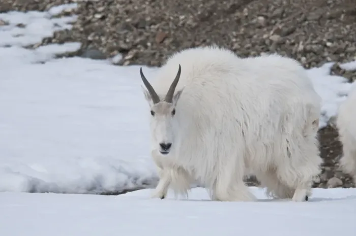 Framed Print : Mountain Goat (Oreamnos americanus) adult, walking on snow, Yukon Wildlife Preserve, Yukon, Canada, april Framed Print : Mountain Goat (Oreamnos americanus) adult, walking on snow, Yukon Wildlife Preserve, Yukon, Canada, april