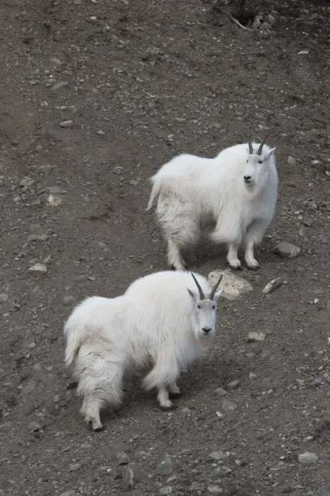 Framed Print : Mountain Goat (Oreamnos americanus) two adults, standing on slope, Yukon Wildlife Preserve, Yukon, Canada, april Framed Print : Mountain Goat (Oreamnos americanus) two adults, standing on slope, Yukon Wildlife Preserve, Yukon, Canada, april