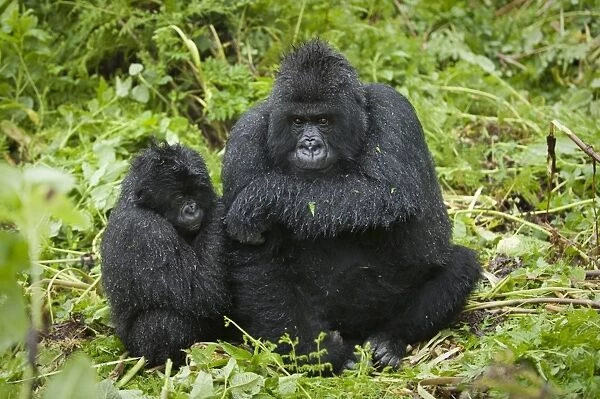 Mountain Gorilla (Gorilla b. beringei) immature and baby, wet from rain, Parc National des Volcans (Volcanoes N. P. )