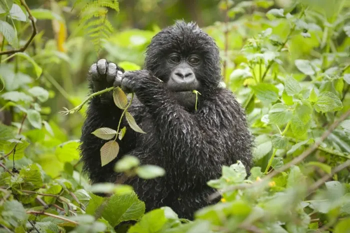 Framed Print : Mountain Gorilla (Gorilla b. beringei) baby, feeding, wet from rain, Parc National des Volcans (Volcanoes N. P. ) Framed Print : Mountain Gorilla (Gorilla b. beringei) baby, feeding, wet from rain, Parc National des Volcans (Volcanoes N. P. )