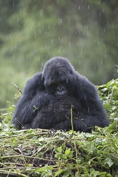 Mountain Gorilla (Gorilla beringei beringei) adult female with young, sitting on nest during rain, Volcanoes N. P. Virunga Mountains, Rwanda