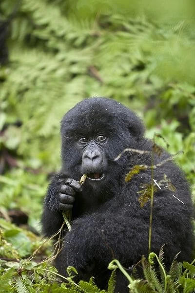 Mountain Gorilla (Gorilla beringei beringei) young, feeding, sitting in vegetation, Volcanoes N. P