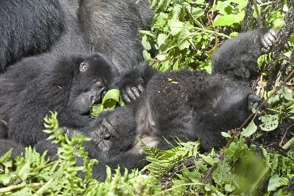 Mountain Gorilla (Gorilla beringei beringei) young, sleeping in vegetation, Volcanoes N. P. Virunga Mountains, Rwanda