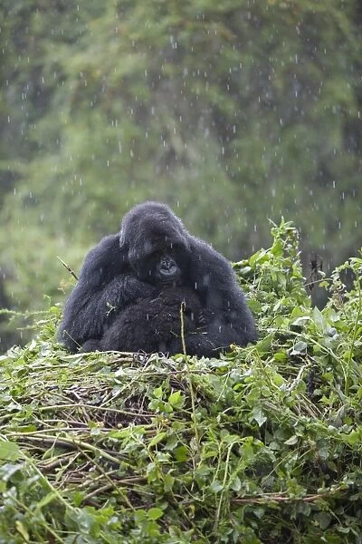 Mountain Gorilla (Gorilla beringei beringei) adult female with young, sitting on nest during rainfall, Volcanoes N. P. Virunga Mountains, Rwanda