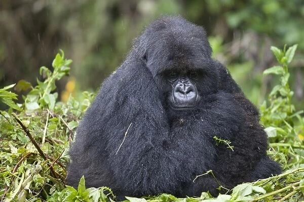 Mountain Gorilla (Gorilla beringei beringei) adult female with young, sitting on nest during rainfall, Volcanoes N. P