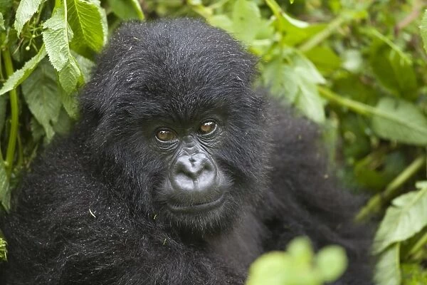 Mountain Gorilla (Gorilla beringei beringei) young, close-up of head and shoulders, sitting in vegetation