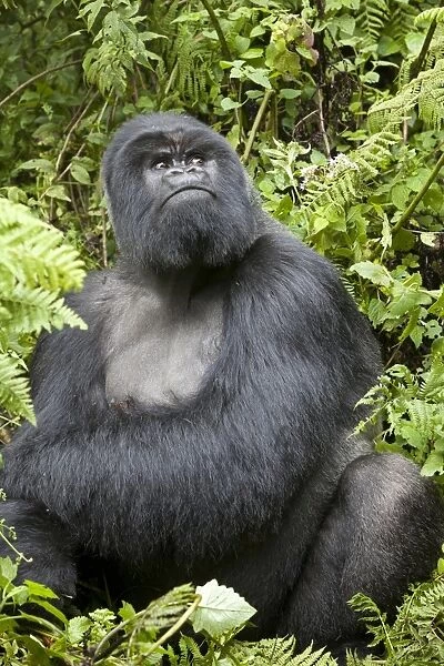 Mountain Gorilla (Gorilla beringei beringei) silverback adult male, looking up, sitting in vegetation, Volcanoes N. P