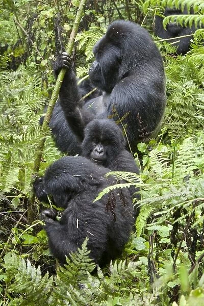 Mountain Gorilla (Gorilla beringei beringei) silverback adult male and young, feeding, sitting in vegetation
