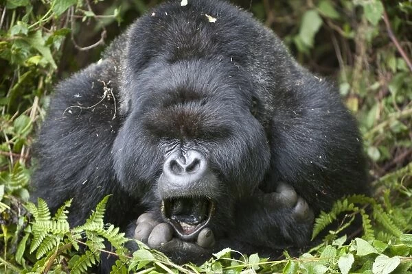 Mountain Gorilla (Gorilla beringei beringei) silverback adult male, close-up of head and shoulders, yawning