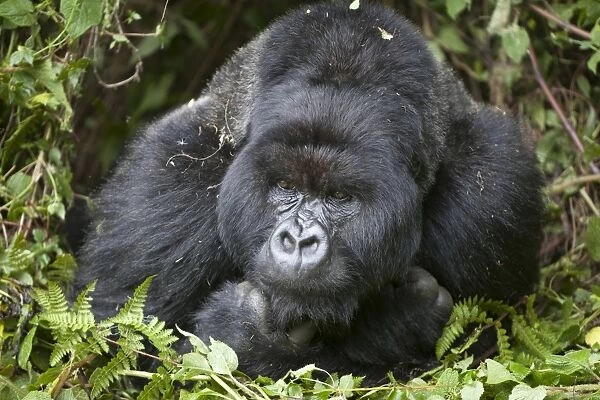 Mountain Gorilla (Gorilla beringei beringei) silverback adult male, close-up of head and shoulders