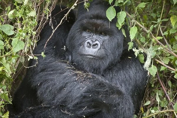 Mountain Gorilla (Gorilla beringei beringei) silverback adult male, close-up of head and shoulders