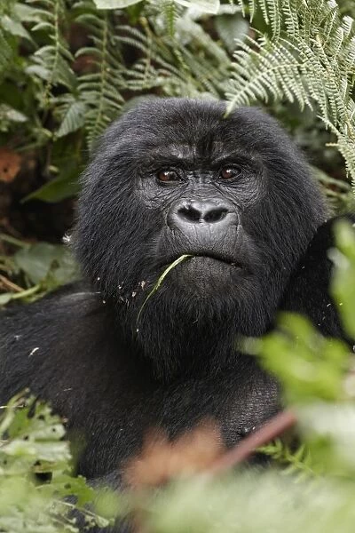 Mountain Gorilla (Gorilla beringei beringei) blackback immature male, close-up of head, feeding amongst vegetation