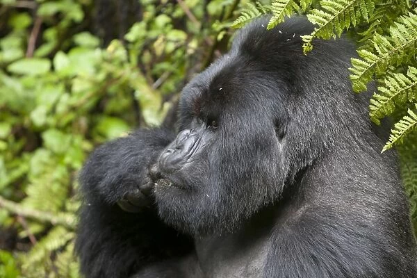 Mountain Gorilla (Gorilla beringei beringei) silverback adult male, close-up of head, feeding, sitting in vegetation