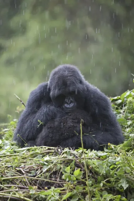 Framed Print : Mountain Gorilla (Gorilla beringei beringei) adult female with young, sitting on nest during rain, Volcanoes N. P. Virunga Mountains, Rwanda Framed Print : Mountain Gorilla (Gorilla beringei beringei) adult female with young, sitting on nest during rain, Volcanoes N. P. Virunga Mountains, Rwanda