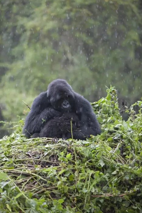Framed Print : Mountain Gorilla (Gorilla beringei beringei) adult female with young, sitting on nest during rainfall, Volcanoes N. P. Virunga Mountains, Rwanda Framed Print : Mountain Gorilla (Gorilla beringei beringei) adult female with young, sitting on nest during rainfall, Volcanoes N. P. Virunga Mountains, Rwanda