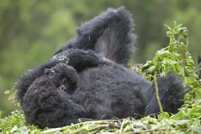 Framed Print : Mountain Gorilla (Gorilla beringei beringei) adult female with young, resting on nest, Volcanoes N. P Framed Print : Mountain Gorilla (Gorilla beringei beringei) adult female with young, resting on nest, Volcanoes N. P