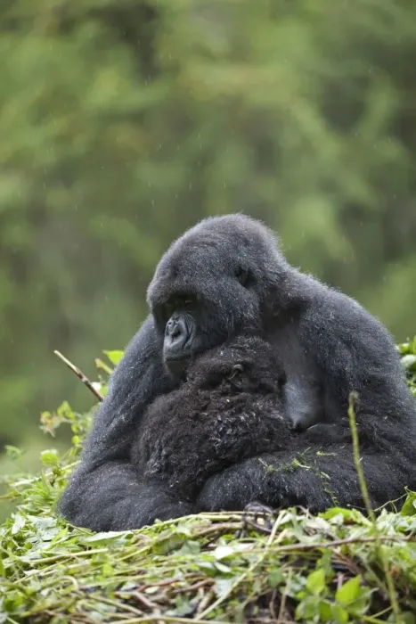 Framed Print : Mountain Gorilla (Gorilla beringei beringei) adult female with young, sitting on nest during rainfall, Volcanoes N. P Framed Print : Mountain Gorilla (Gorilla beringei beringei) adult female with young, sitting on nest during rainfall, Volcanoes N. P