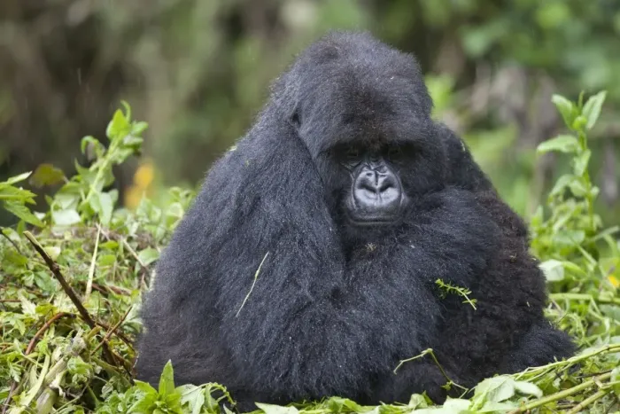 Framed Print : Mountain Gorilla (Gorilla beringei beringei) adult female with young, sitting on nest during rainfall, Volcanoes N. P Framed Print : Mountain Gorilla (Gorilla beringei beringei) adult female with young, sitting on nest during rainfall, Volcanoes N. P